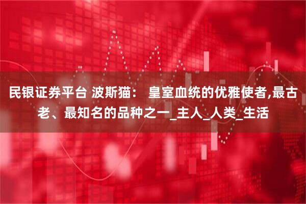 民银证券平台 波斯猫： 皇室血统的优雅使者,最古老、最知名的品种之一_主人_人类_生活